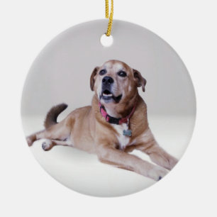 Hond op een ornament