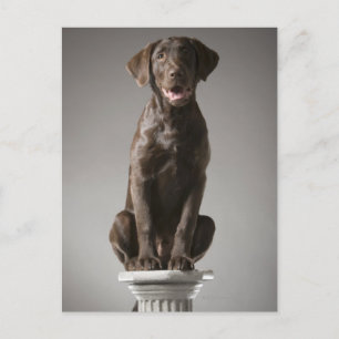 hond op een voetstuk briefkaart