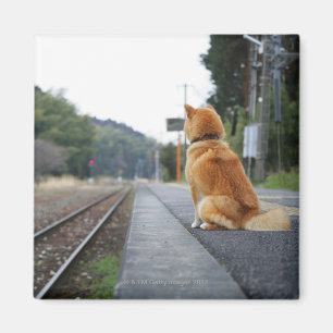 Hond op het treinstation magneet