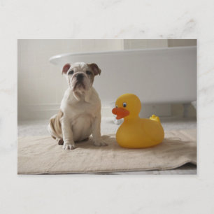 Hond op mat met plastic eend briefkaart