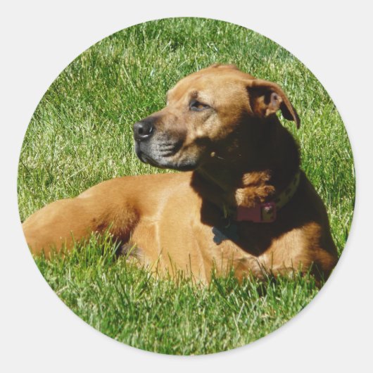 Hond, pitbull/boxer mix ronde sticker (Voorkant)