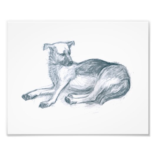 Hond. Potloodtekening. Foto Afdruk (Voorkant)