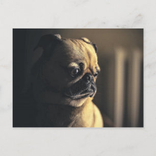 Hond Pug Puppy Huisdier Hondenhond Purebred Briefkaart