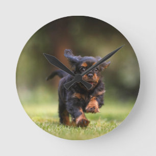 Hond, Puppy, Cavalier Ronde Klok