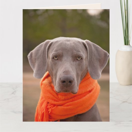 HOND SCHATTIGE KRIJGEN SNEL GOED WENSKAARTEN KAART (Voorkant)