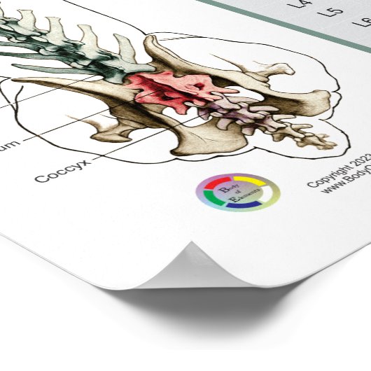 Hond Spinale zenuwen Functie Veterinair Poster (Hoek)