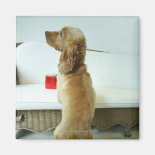 Hond staat op een bank met een cadeau magneet
