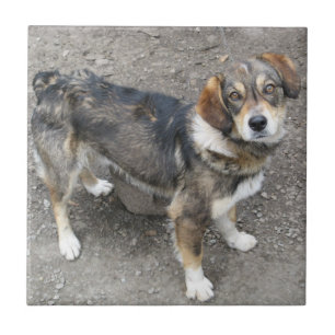 Hond Tegeltje