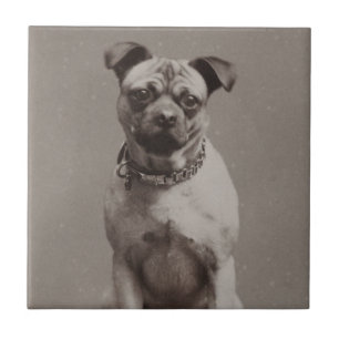  hond tegeltje