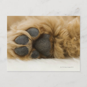 Hond, uitzicht van het been briefkaart