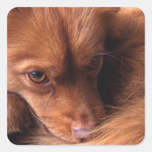 hond vierkante sticker (Voorkant)