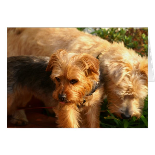 Honden (Voorkant Horizontaal)