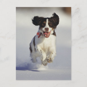 Honden - 1 briefkaart