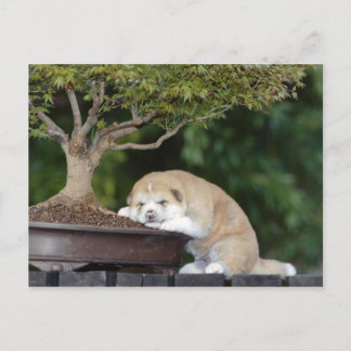 Honden Briefkaart