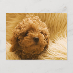 Honden Briefkaart