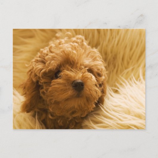 Honden Briefkaart (Voorkant)