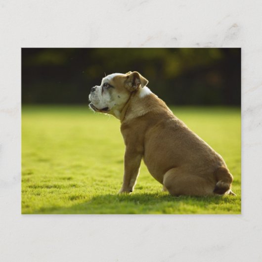 Honden Briefkaart (Voorkant)