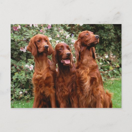 Honden Briefkaart (Voorkant)