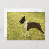 Honden Briefkaart (Voorkant / Achterkant)