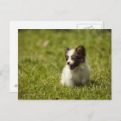 Honden Briefkaart (Voorkant / Achterkant)