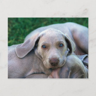 Honden Briefkaart