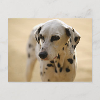 Honden Briefkaart