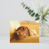 Honden Briefkaart (Staand voorkant)