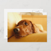 Honden Briefkaart (Voorkant / Achterkant)