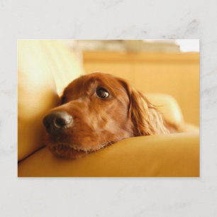 Honden Briefkaart