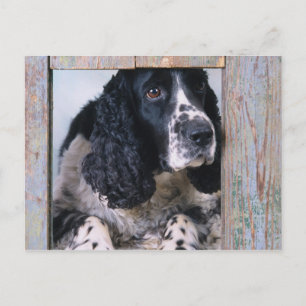 Honden Briefkaart
