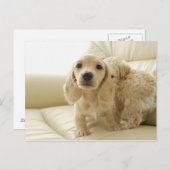 Honden Briefkaart (Voorkant / Achterkant)