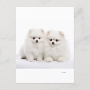 Honden briefkaarten