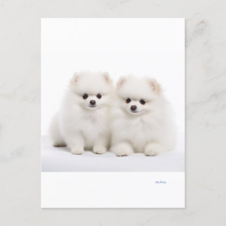 Honden briefkaarten