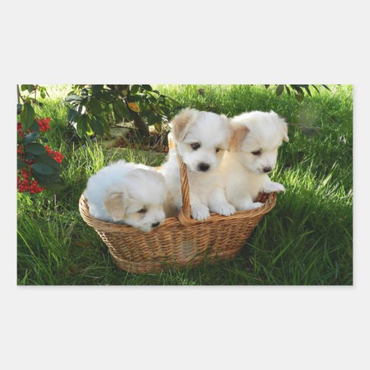 Honden, Coton de Tulear, Puppy's Rechthoekige Sticker (Voorkant)
