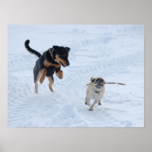 Honden die in de sneeuw spelen