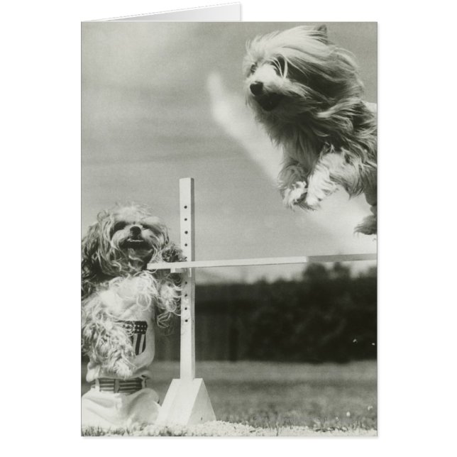 Honden die over miniatuur springen (Voorkant)