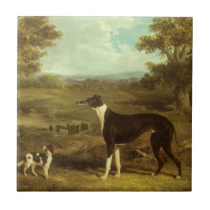 Honden, Greyhound en Spaniel, Doctor Fop door Herr Tegeltje