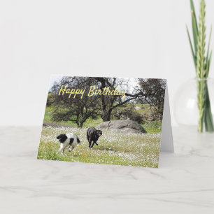 Honden in de lente Happy Birthday Groetjes Kaart