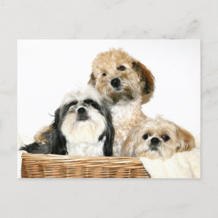 Honden in wasmand briefkaart