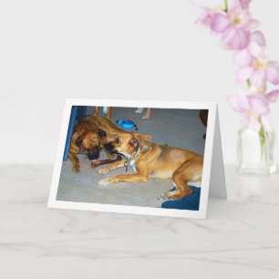 Honden met Bot Kaart