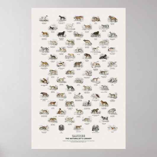 Honden - Naturalist's Library Poster (Voorkant)