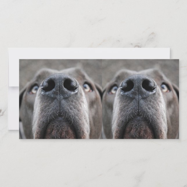 Honden neus (Voorkant)