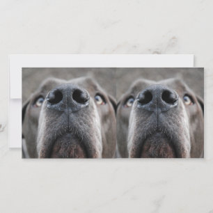 Honden neus
