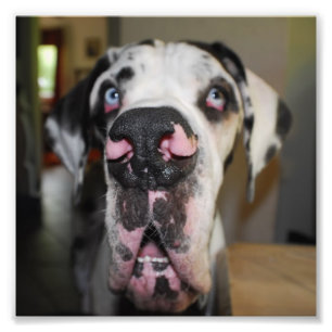 Honden neus foto afdruk