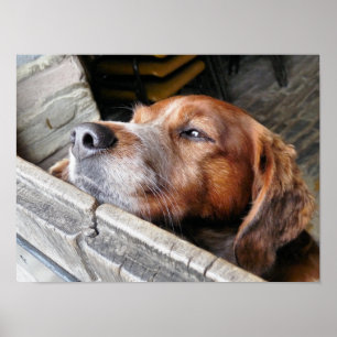HONDEN POSTER