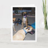 Honden 's Nachts Kaart (Voorkant)