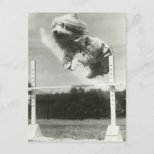 Honden springen over miniatuur high jump bar briefkaart