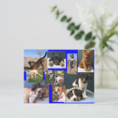 Honden van de dierenhouder van de OKC Briefkaart (Staand voorkant)