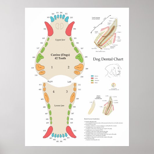 Honden Veterinair Tandheelkundig Schema Poster (Voorkant)