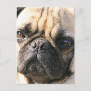 Hondenras Briefkaart